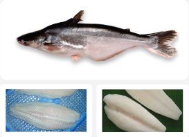 Pangasius Hypophthalmus 