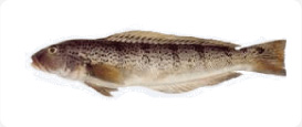 Salmón de Mar Mugiloides Semifasciatus