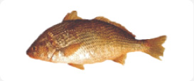 Pargo Umbrina canosai