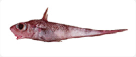 Granadero Coelorhynchus fasciatus