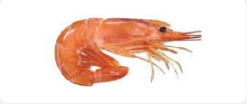 Langostino Pleoricus Muelleri