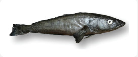  Merluza negra Patagonian Toothfish